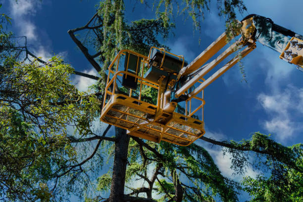 Best Tree Pruning Services  in Stevenson, AL